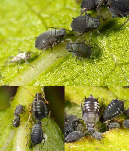Aphis fabae